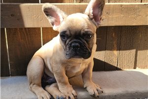 Amaretto - puppy for sale