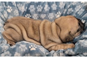 Arlo - French Bulldog for sale
