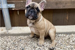 Armand - French Bulldog for sale