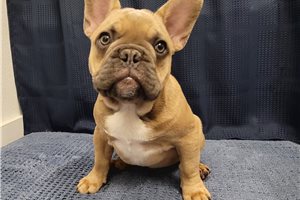Ambrose - French Bulldog for sale