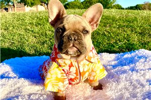 Ambrose - French Bulldog for sale