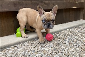 Annabelle - French Bulldog for sale
