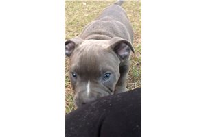 Henry - American Bully for sale