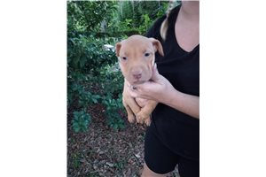 Red Vickie - puppy for sale
