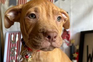 Hannah - American Pit Bull Terrier for sale