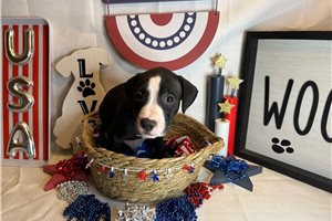 Fafnir - American Pit Bull Terrier for sale