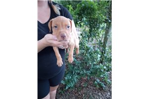 Red Noah - puppy for sale