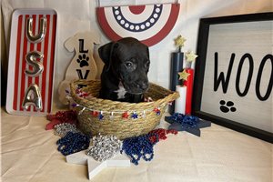 Baldur - American Pit Bull Terrier for sale