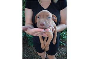 Red Liam - puppy for sale