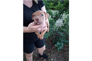 Red Oliver - puppy for sale