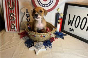 Sigurd - American Pit Bull Terrier for sale