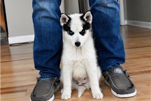 Maria - Pomsky for sale