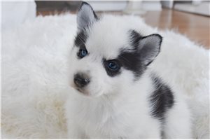 Maria - Pomsky for sale