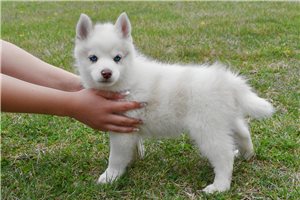 Michael - Pomsky for sale