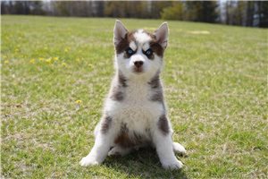 Matthew - Pomsky for sale