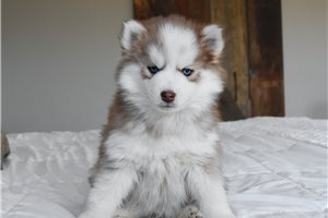 Blackjack - puppy for sale