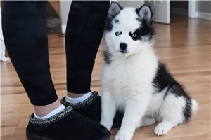 Blane - puppy for sale