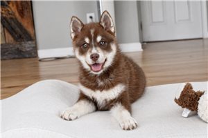 Millie - Pomsky for sale