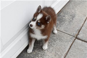 Madison - Pomsky for sale