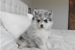 Mila - Pomsky for sale