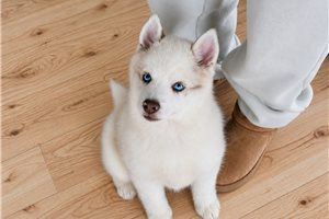 Michael - Pomsky for sale