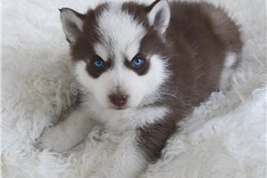Matthew - Pomsky for sale