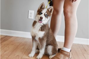 Blaine - Pomsky for sale