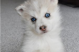 Maeve - Pomsky for sale