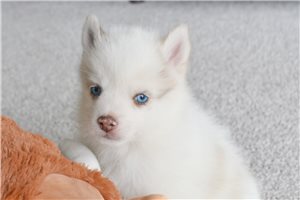 Michael - Pomsky for sale