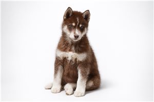Millie - Pomsky for sale