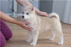 Maeve - Pomsky for sale