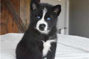 Mateo - puppy for sale