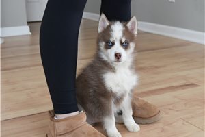 Blaine - Pomsky for sale
