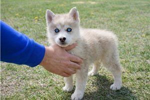 Maeve - Pomsky for sale