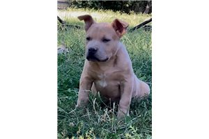 Rosie - American Bully for sale