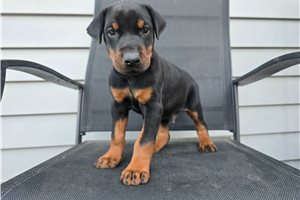 Ryker - Doberman Pinscher for sale