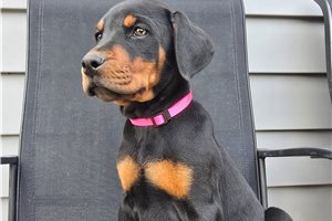Pixie - Doberman Pinscher for sale