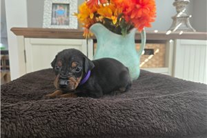 Phoebe - puppy for sale