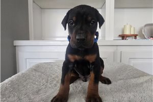 Vulcan - Doberman Pinscher for sale