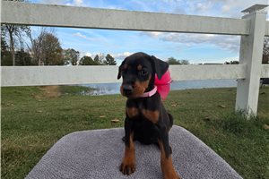 Petal - puppy for sale