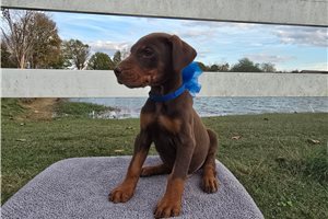 Toro - puppy for sale