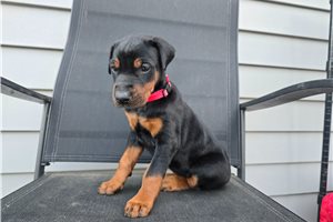 Valerie - Doberman Pinscher for sale