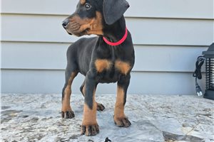 Perla - Doberman Pinscher for sale