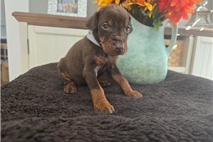Petunia - puppy for sale