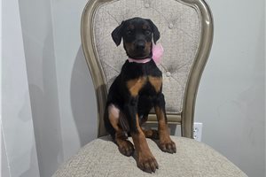 Valerie - Doberman Pinscher for sale