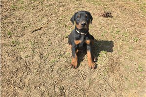 Valor - Doberman Pinscher for sale