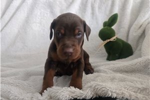 Spartan - puppy for sale
