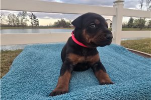 Valerie - Doberman Pinscher for sale