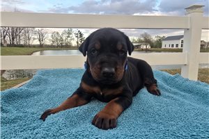 Ryker - Doberman Pinscher for sale