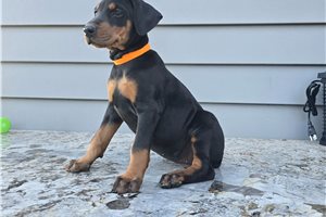 Phillipa - puppy for sale